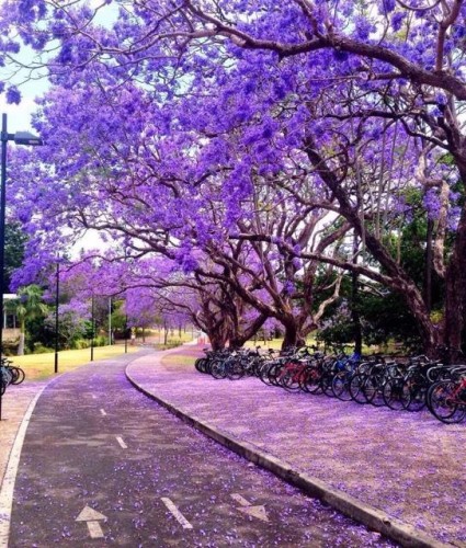 悉尼大學